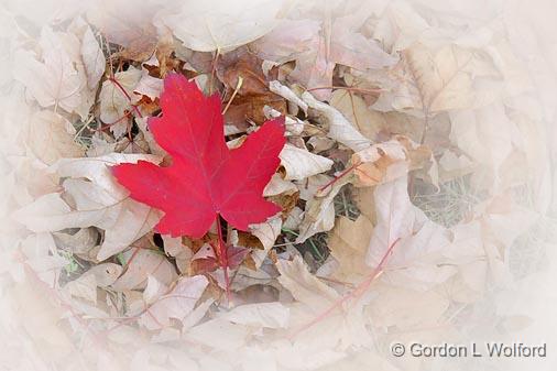 Red Leaf_18127.jpg - Photographed at Ottawa, Ontario, Canada.